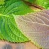 Korean Shiso Seeds (Perilla) - Warm Season Annual Herb - 70 Days Maturity - Image 1