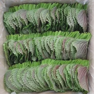 Korean Shiso Seeds (Perilla) - Warm Season Annual Herb - 70 Days Maturity - Image 2