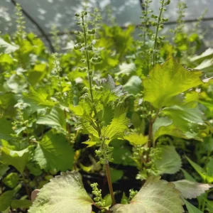 Korean Shiso Seeds (Perilla) - Warm Season Annual Herb - 70 Days Maturity - Image 5