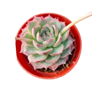 Korean Succulent Trio (Melody) Live Plant - Assorted 4 Inch Succulents - Image 2