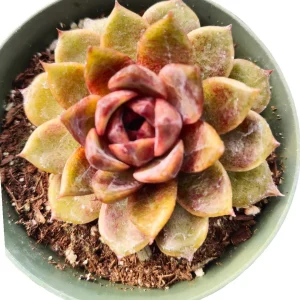 Korean Succulent Trio (Melody) Live Plant - Assorted 4 Inch Succulents - Image 3