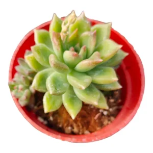 Korean Succulent Trio (Melody) Live Plant - Assorted 4 Inch Succulents - Image 4