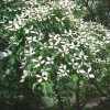 Kousa Dogwood Live Plant - 12" Tall in 4" Container - Outdoor Tree - Image 1