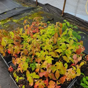 Kousa Dogwood Live Plant - 12