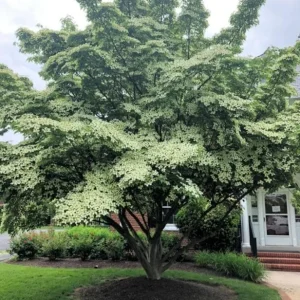 Kousa Dogwood Live Plant – Quart Pot – Ornamental Flowering Tree – White Flowers - Image 10