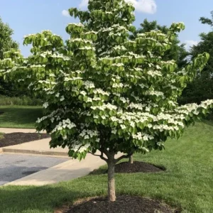 Kousa Dogwood Live Plant – Quart Pot – Ornamental Flowering Tree – White Flowers - Image 1