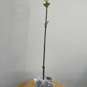 Kousa Dogwood Live Plant – Quart Pot – Ornamental Flowering Tree – White Flowers - Image 7