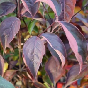 Kousa Dogwood Live Plant – Quart Pot – Ornamental Flowering Tree – White Flowers - Image 8