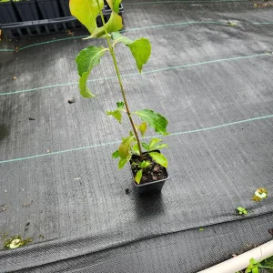 Kousa Dogwood Live Plants – 2 Pack – 12