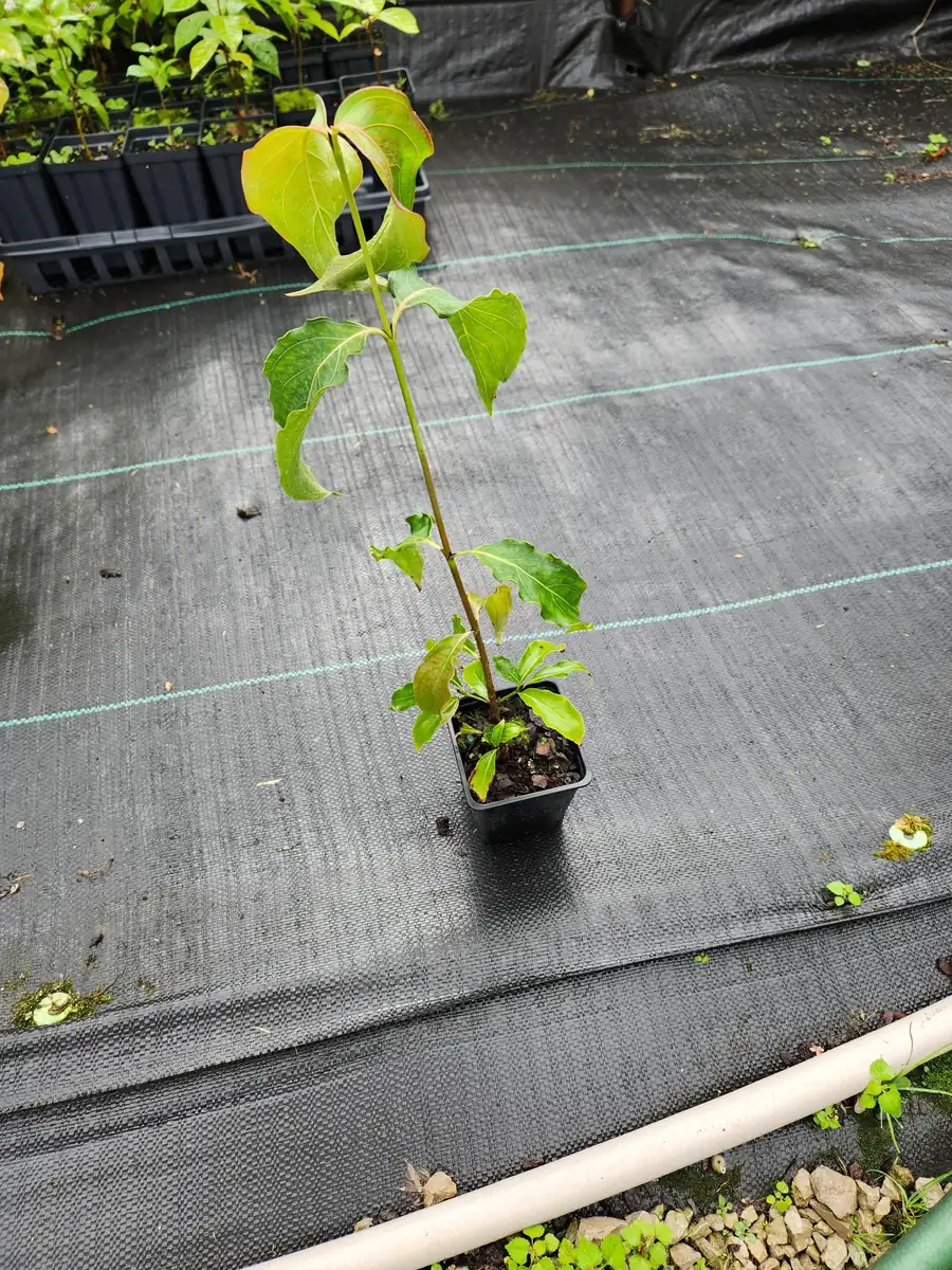 Kousa Dogwood Live Plants – 2 Pack – 12" Tall in 4" Containers – Outdoor Tree - Image 2