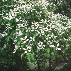 Kousa Dogwood Live Plants – 2 Pack – 12