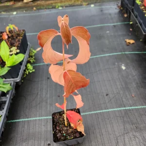 Kousa Dogwood Live Plants – 2 Pack – 12
