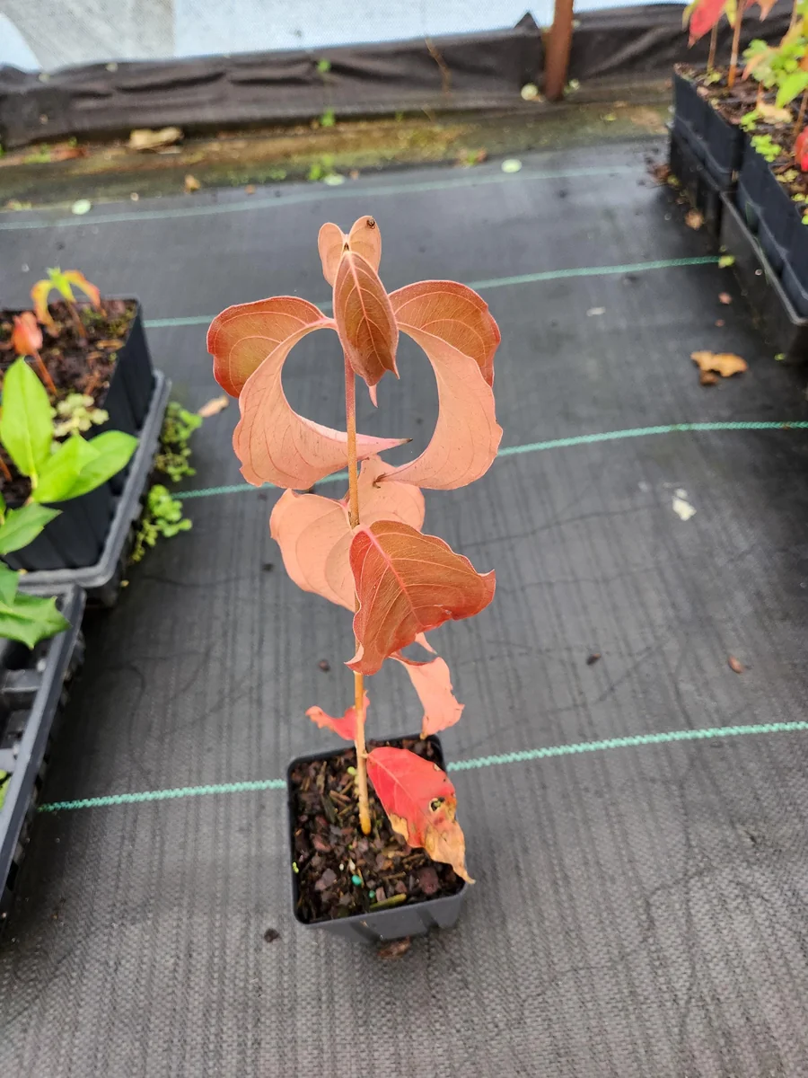 Kousa Dogwood Live Plants – 2 Pack – 12" Tall in 4" Containers – Outdoor Tree - Image 4