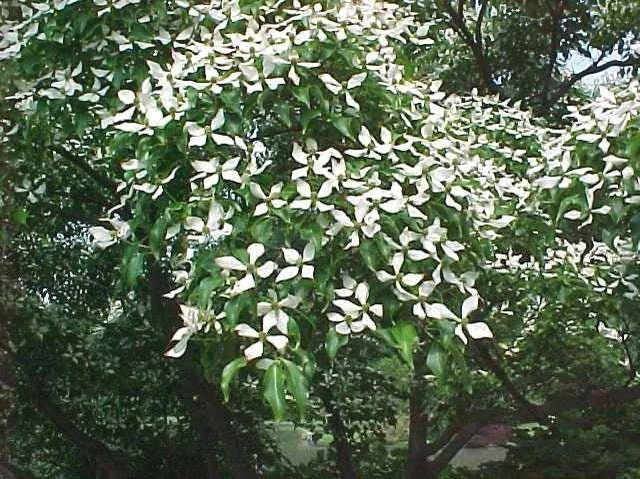 Kousa Dogwood Live Plants – 2 Pack – 12" Tall in 4" Containers – Outdoor Tree - Image 1