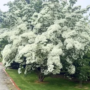 Kousa Japanese Dogwood Live Plant - 6-12