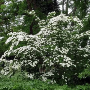 Kousa Japanese Dogwood Live Plant - 6-12