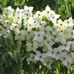 Kousa Japanese Dogwood Live Plant - 6-12