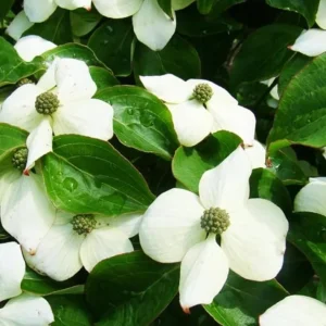 Kousa Japanese Dogwood Live Plant - 6-12