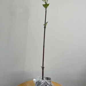 Kousa Japanese Dogwood Live Plant - 6-12