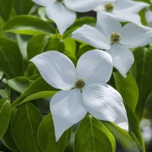 Kousa Japanese Dogwood Live Plant - 6-12