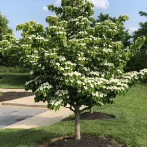 Kousa Japanese Dogwood Live Plant - 6-12" Tall Seedling, Quart Pot, Cornus kousa, Outdoor Tree - Image 1