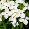 Kousa Japanese Dogwood Tree - Live Plant, White Blooms, 12-18" Tall, 1 Quart Pot, Outdoor - Image 1