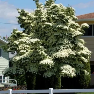 Kousa Japanese Dogwood Tree - Live Plant, White Blooms, 12-18