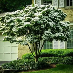 Kousa Japanese Dogwood Tree - Live Plant, White Blooms, 12-18