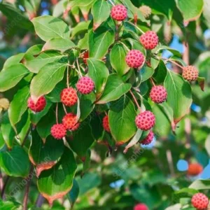 Kousa Japanese Dogwood Tree - Live Plant, White Blooms, 12-18