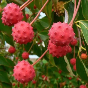 Kousa Japanese Dogwood Tree - Live Plant, White Blooms, 12-18