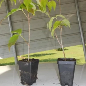 Kousa Japanese Dogwood Tree - Live Plant, White Blooms, 12-18