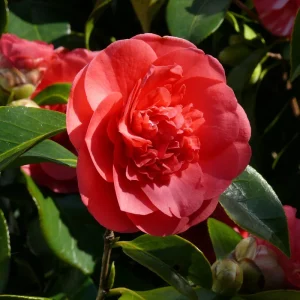 Kramer's Supreme Camellia Live Plant - 4 inch Pot, Fragrant Red Peony Flowers - Image 2