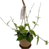 Krimson Queen Hoya Live Plant - Hoya Carnosa - 4.5" Hanging Basket - Indoor - Image 1