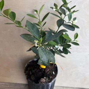 Kumquat Live Plant - Meiwa & Nagami Hybrid, 1/2 Gallon Pot, Year-Round Fruit - Image 10