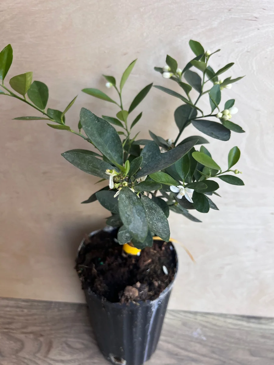 Kumquat Live Plant - Meiwa & Nagami Hybrid, 1/2 Gallon Pot, Year-Round Fruit - Image 10