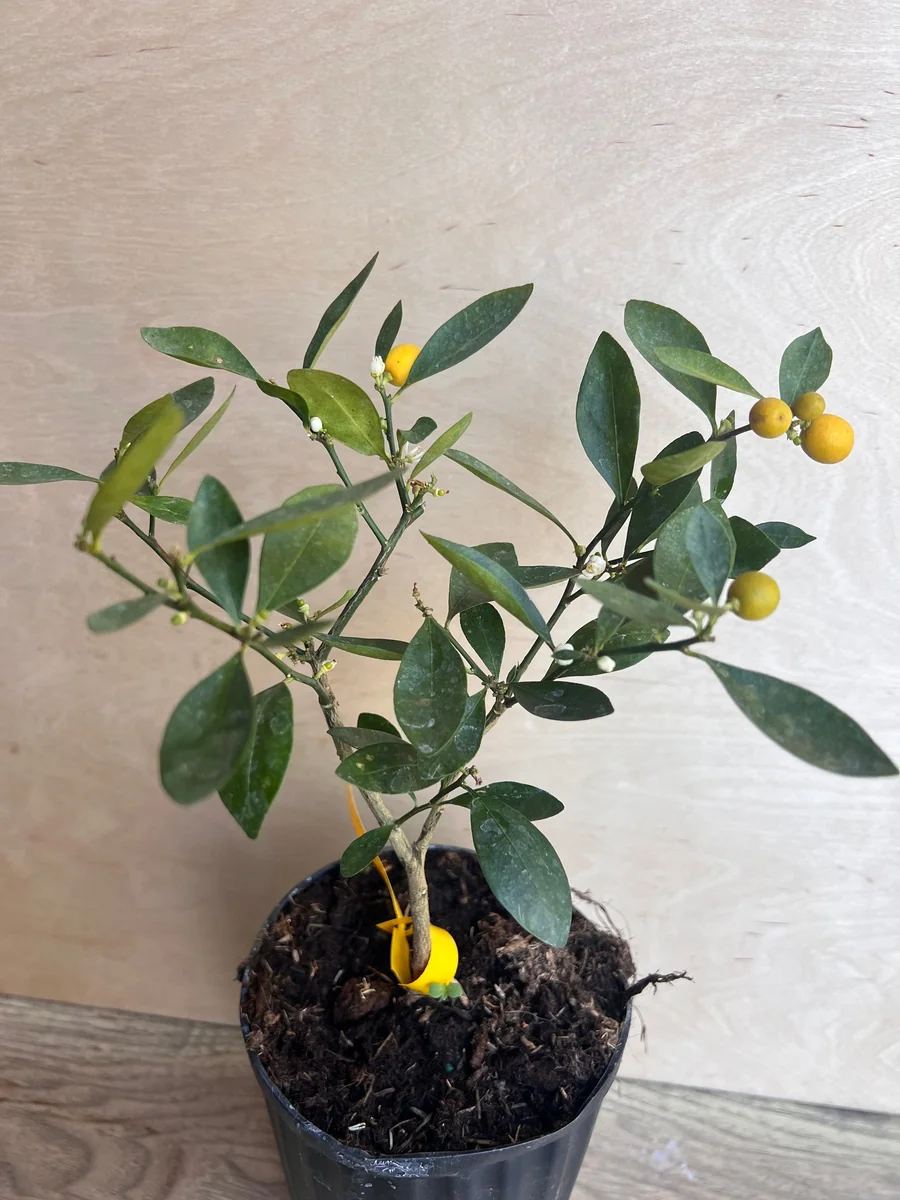 Kumquat Live Plant - Meiwa & Nagami Hybrid, 1/2 Gallon Pot, Year-Round Fruit - Image 4