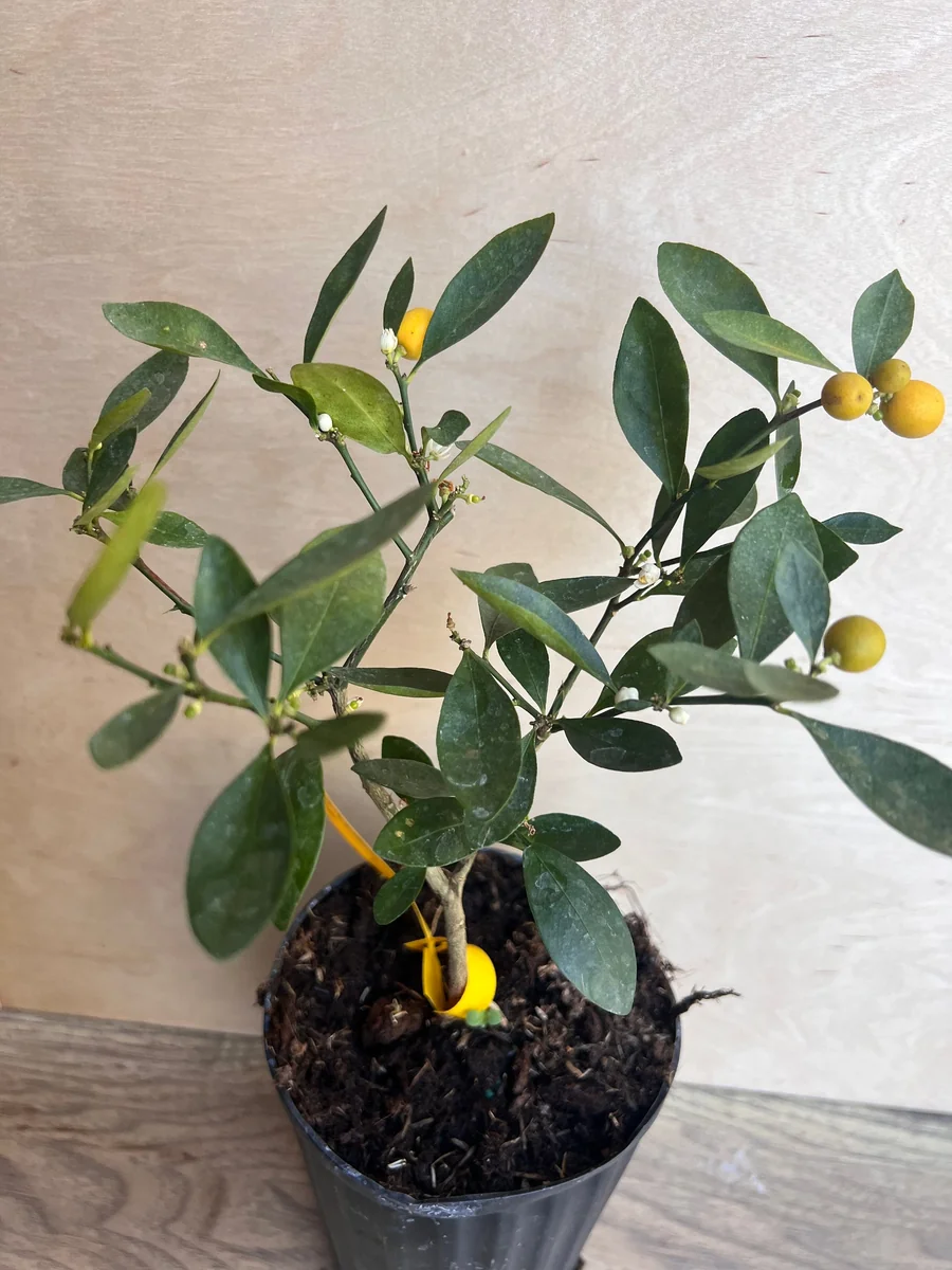 Kumquat Live Plant - Meiwa & Nagami Hybrid, 1/2 Gallon Pot, Year-Round Fruit - Image 5