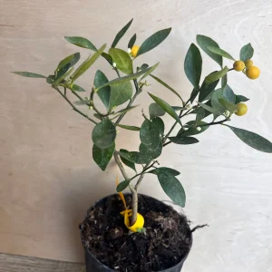 Kumquat Live Plant - Meiwa & Nagami Hybrid, 1/2 Gallon Pot, Year-Round Fruit - Image 7