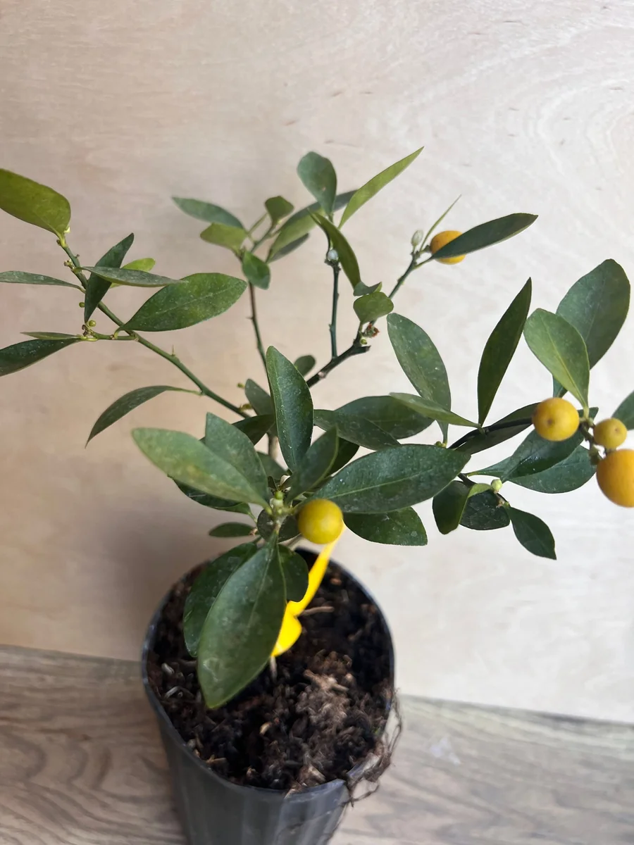 Kumquat Live Plant - Meiwa & Nagami Hybrid, 1/2 Gallon Pot, Year-Round Fruit - Image 8