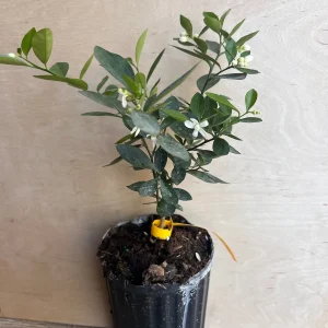 Kumquat Live Plant - Meiwa & Nagami Hybrid, 1/2 Gallon Pot, Year-Round Fruit - Image 9