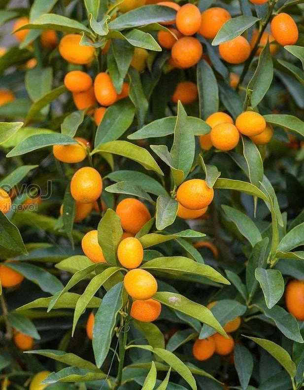 Kumquat Live Plant - Meiwa & Nagami Hybrid, 1/2 Gallon Pot, Year-Round Fruit - Image 1