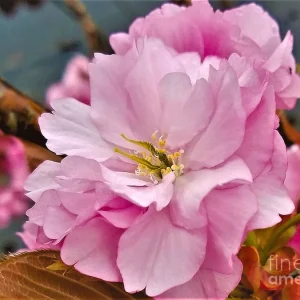 Kwanzan Cherry Flowering Tree Bare-root - Stunning Pink Spring Blooms - Image 2
