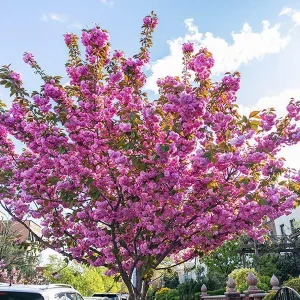 Kwanzan Cherry Flowering Tree Bare-root - Stunning Pink Spring Blooms - Image 4