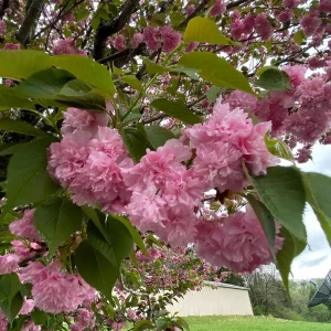 Kwanzan Cherry Tree Live Plant – 2.5'' Pot – 6-14