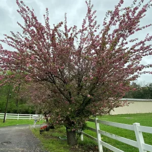 Kwanzan Cherry Tree Live Plant – 2.5'' Pot – 6-14