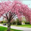 Kwanzan Cherry Tree Live Plant - 3-4 ft Grafted - Deciduous Outdoor Tree - Image 1