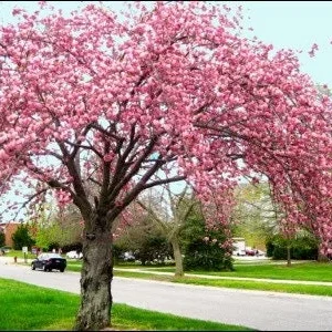 Kwanzan Cherry Tree Live Plant - 3-4 ft Grafted - Deciduous Outdoor Tree - Image 1