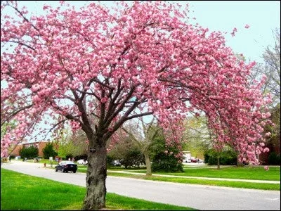 Kwanzan Cherry Tree Live Plant - 3-4 ft Grafted - Deciduous Outdoor Tree - Image 1