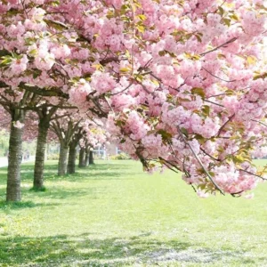 Kwanzan Cherry Tree Live Plant – Double Pink Blooms, 2.5
