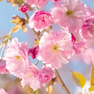 Kwanzan Cherry Tree Live Plant – Double Pink Blooms, 2.5